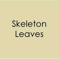 Cardstock - 8.5" x 11" - Skeleton Leaves - Heavy Weight - CM Design Studios
